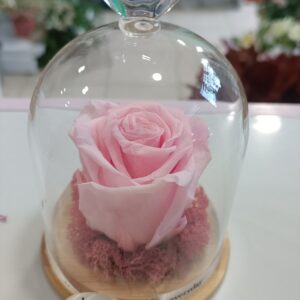 Вечна роза Pink