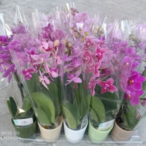 Мини Орхидея в керамична кашпа