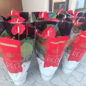 Антуриум RED- XL